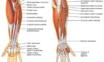 Information on Golfer's Elbow by All Deep Massage & Wellness Clinic